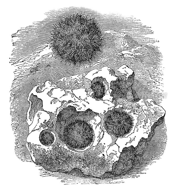 短刺海胆(Heliocidaris Erythrogramma) - 19世纪